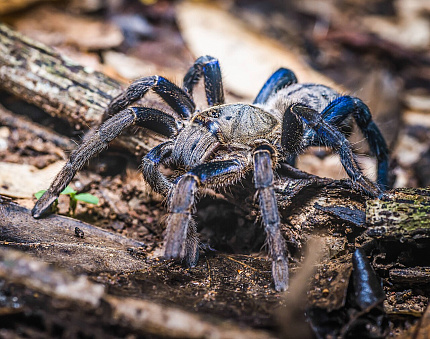 Кобальтовый птицеед (Cyriopagopus lividus)