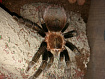 Птицеед Sericopelma angustum (Brachypelma)