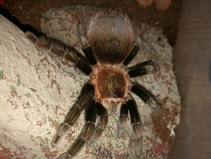 Птицеед Sericopelma angustum (Brachypelma) от магазина ExoLife