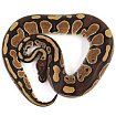ПОД ЗАКАЗ: Королевский питон Python regius (Special)