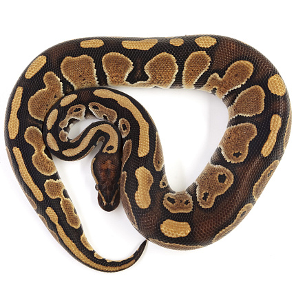 ПОД ЗАКАЗ: Королевский питон Python regius (Special) от магазина ExoLife