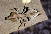 Богомол мертвый лист (Deroplatys lobata)