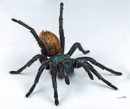 Зелено-синий птицеед (Chromatopelma cyaneopubescens)