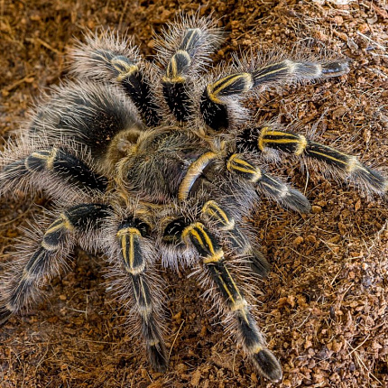 Граммостола золотополосая (Grammostola pulchripes) от магазина ExoLife