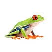 Красноглазая квакша (Agalychnis callidryas)