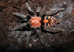 Птицеед (Cyclosternum fasciatum)