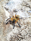 Золотоногий голубой бабуиновый птицеед (Harpactira pulchripes)