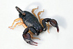 Итальянский скорпион (Euscorpius italicus)