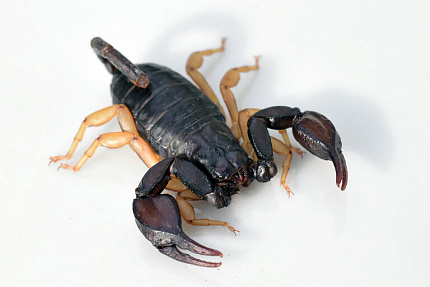 Итальянский скорпион (Euscorpius italicus) от магазина ExoLife