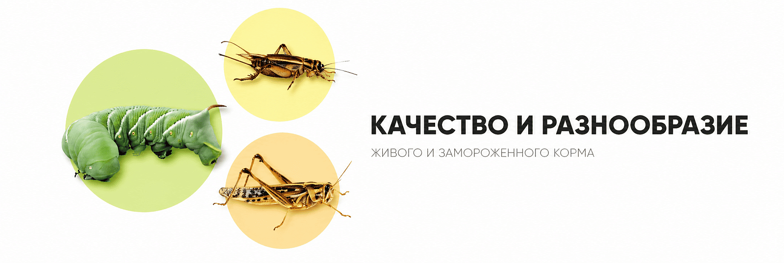 Живой корм