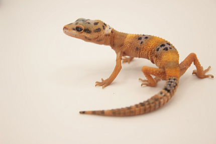 Эублефар Hypo Tangerine het Tremper Albino от магазина ExoLife