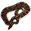 ПОД ЗАКАЗ: Королевский питон Python regius (Gravel)