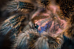Чилийский розовый птицеед (Grammostola rosea)