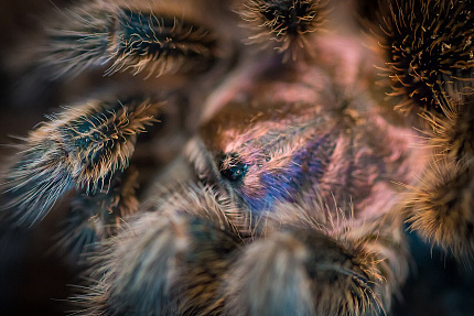 Чилийский розовый птицеед (Grammostola rosea)