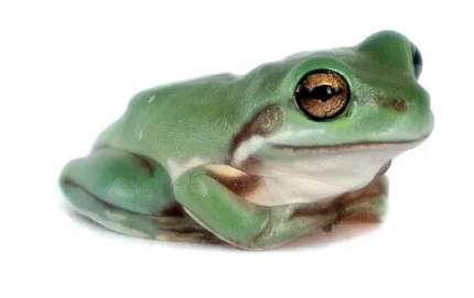 Австралийские квакши (Litoria caerulea) от магазина ExoLife