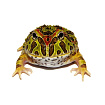 Рогатая лягушка Крэнвелла (Ceratophrys cranwelli)
