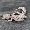 Эублефар Bell Albino Pastel