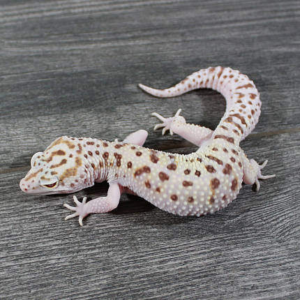 Эублефар Bell Albino Pastel от магазина ExoLife