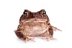 Карибские щитковые жабы (Peltophryne peltocephala)