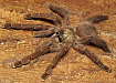 Птицеед (Avicularia laeta)