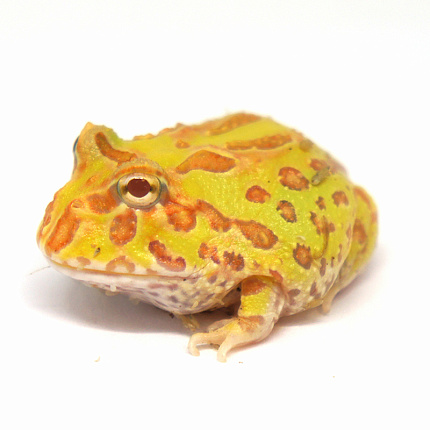 Рогатая лягушка Крэнвелла (Ceratophrys cranwelli) от магазина ExoLife