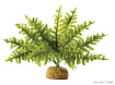 Искусственное растение EX Boston Fern, Бостонский папортник малый