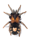 Птицеед (Cyriocosmus elegans)