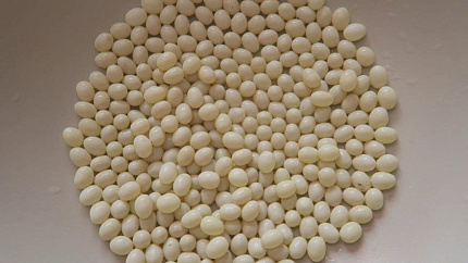 Муравьиные яйца, 250 мл от магазина ExoLife