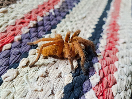 Птицеед (Chilobrachys huahini)