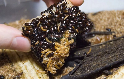 Микромучник, 100 грамм (Ulomoides Dermestoides) от магазина ExoLife