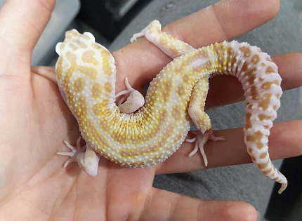 Эублефар Tremper Albino het Super Snow от магазина ExoLife