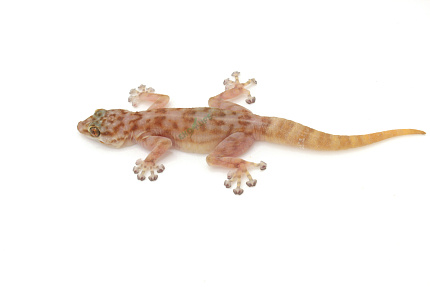 Вееропалый геккон (Ptyodactylus togoensis) от магазина ExoLife