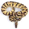 ПОД ЗАКАЗ: Королевский питон Python regius (Enchi Pastel Gravel)