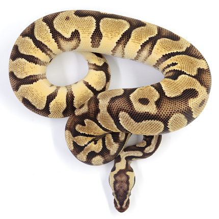 ПОД ЗАКАЗ: Королевский питон Python regius (Enchi Pastel Gravel) от магазина ExoLife