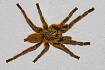 Оранжевый бабуиновый птицеед (Pterinochilus murinus)