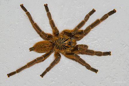 Оранжевый бабуиновый птицеед (Pterinochilus murinus)