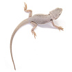 ПОД ЗАКАЗ: Бородатая агама "Zero Translucent" (Pogona vitticeps)
