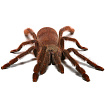 Птицеед (Tapinauchenius gigas)