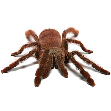 Птицеед (Tapinauchenius gigas) от магазина ExoLife