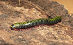 Полосатый кивсяк "Anadenobolus molinicornis"