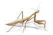 Малый древесный богомол (Miomantis aff. preussi)