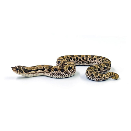 Свиноносый уж "Heterodon nasicus" (морфа Anaconda) от магазина ExoLife