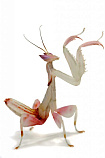 Орхидейный богомол (Hymenopus coronatus)