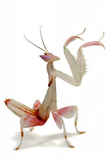 Орхидейный богомол (Hymenopus coronatus) от магазина ExoLife