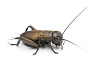 Сверчок двупятнистый (Gryllus bimaculatus) - 1-1.5 см