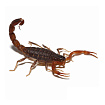 Индийский скорпион (Lychas tricarinatus)