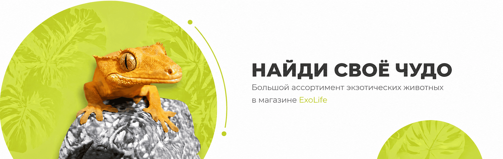 Животные