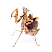Африканский короткокрылый богомол (Parasphendale sp Tanzania)