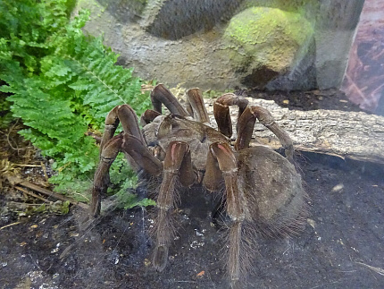 Бургундский птицеед-голиаф (Theraphosa stirmi)
