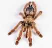 Птицеед Панамская блондинка (Psalmopoeus pulcher)